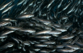 Bali 2016 - Striped catfish - Balibot raye - Plolosus lineatus - IMG_6126_rc